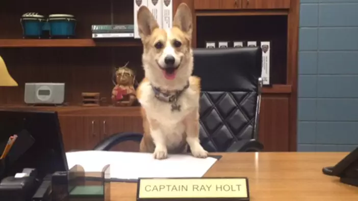 The Dog Who Starred As Cheddar In Brooklyn Nine-Nine Has Died 