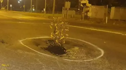 Melbourne Residents Plant Tree In Pothole To Get Council To Fix The Road