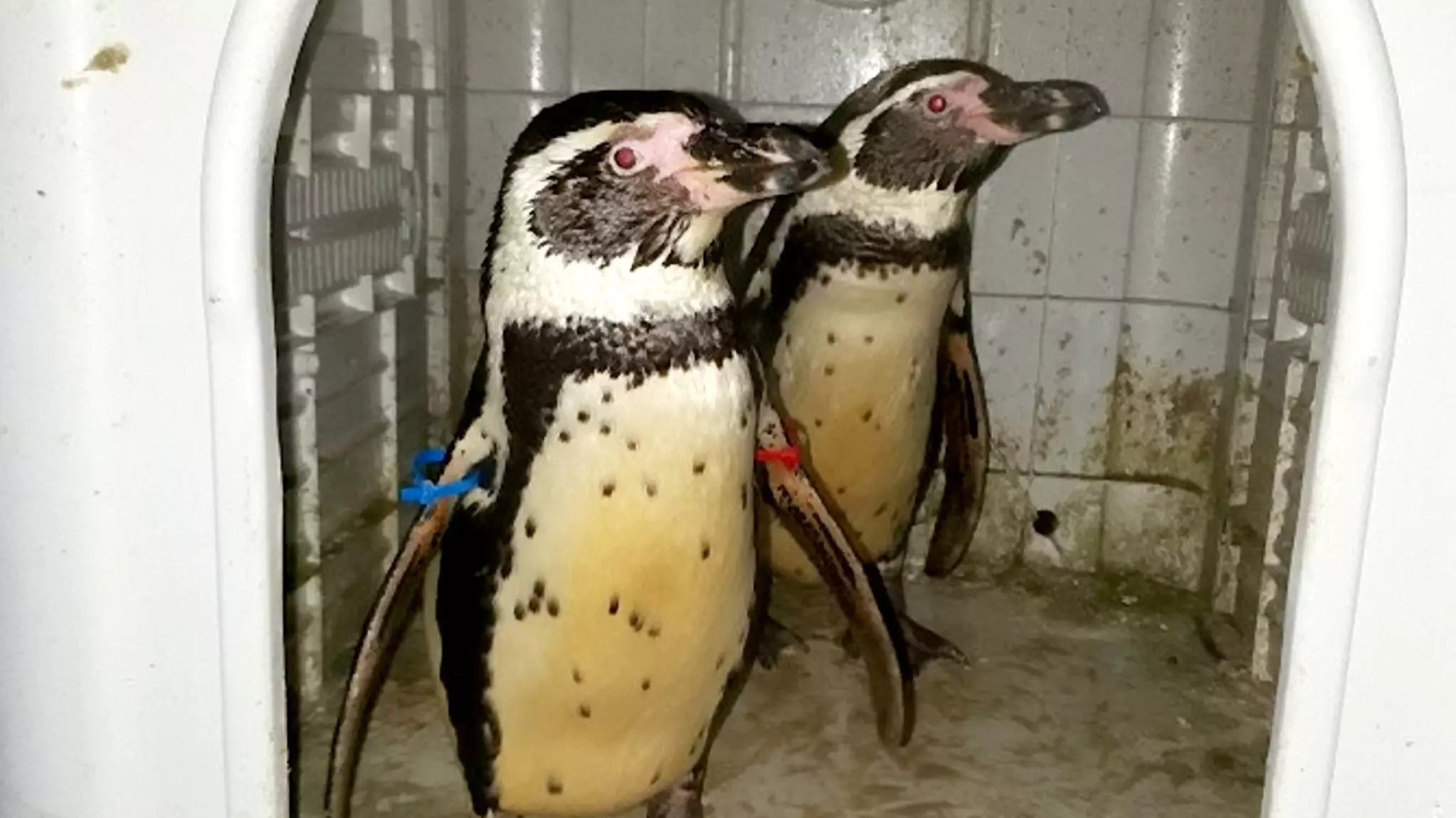 Ex-Zookeeper Who Stole Penguins And Tried To Sell Them On Facebook Jailed 