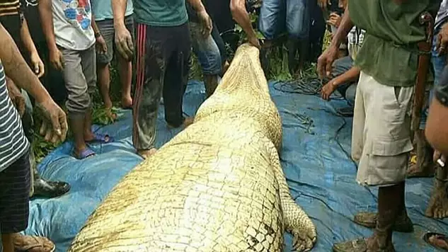 Human Arm And Leg Discovered In Belly Of Man-Eating Crocodile