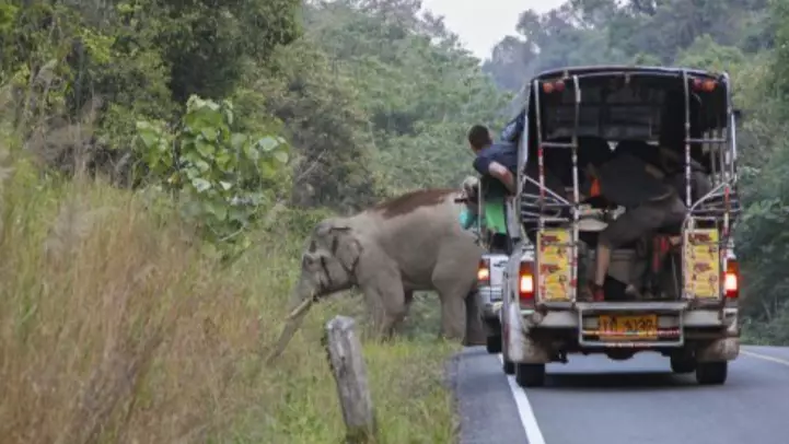 Elephants Reclaim Popular National Park In Thailand Amid Lockdown