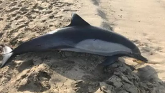 Dolphin That Washed Up On A Beach Was Shot Dead