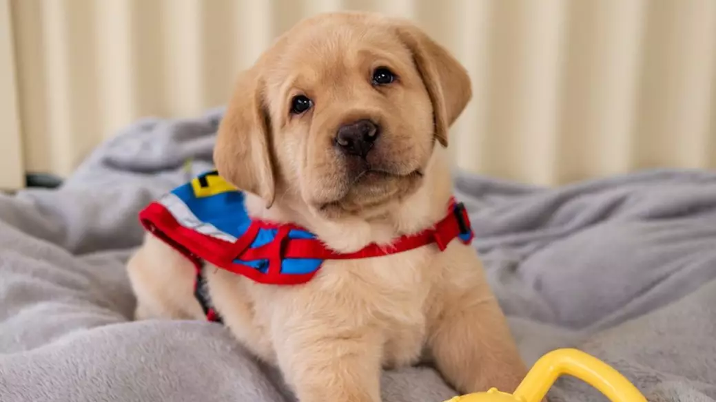 Assistance Dogs Australia Is Looking For People To Look After Their Puppies