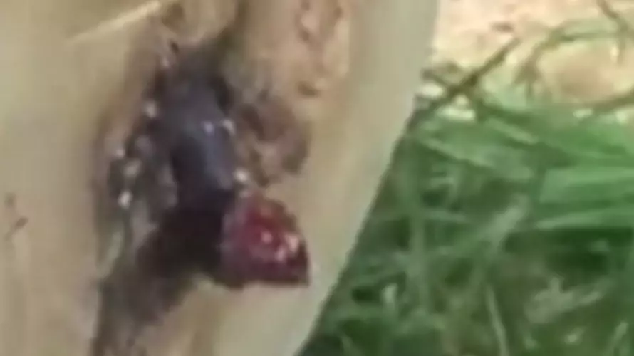 Stunned Man Finds Half A Snake In Tree