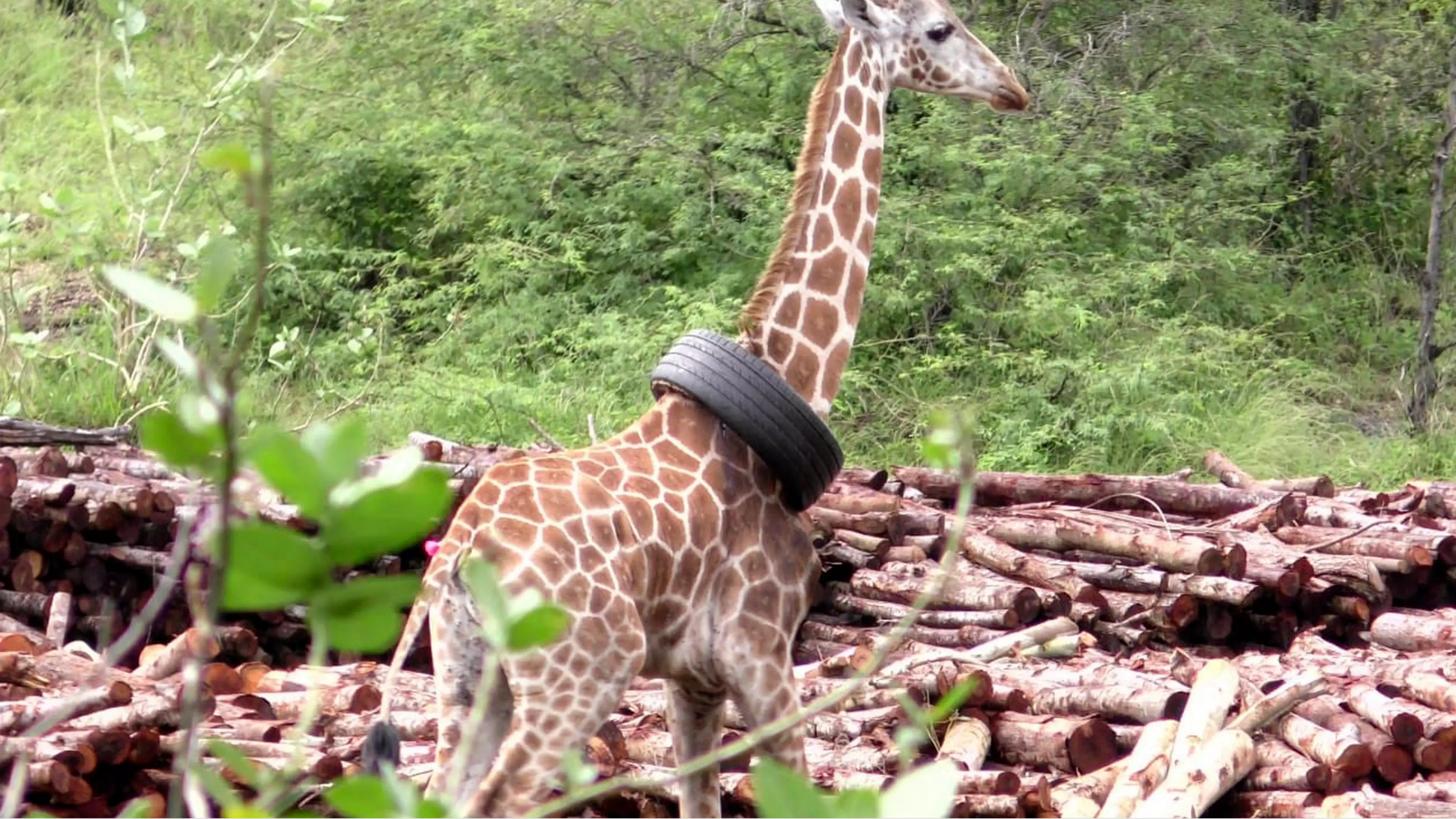Giraffe Rescued After She Somehow Gets Tyre Stuck On Her Neck 