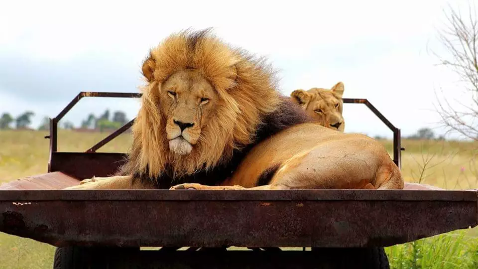 ​Pride Of Lions Butchered In South Africa For Use In Black Magic Potions