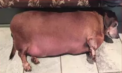 Obese Texas Dog Overcomes All Odds And Loses Half His Body Weight 