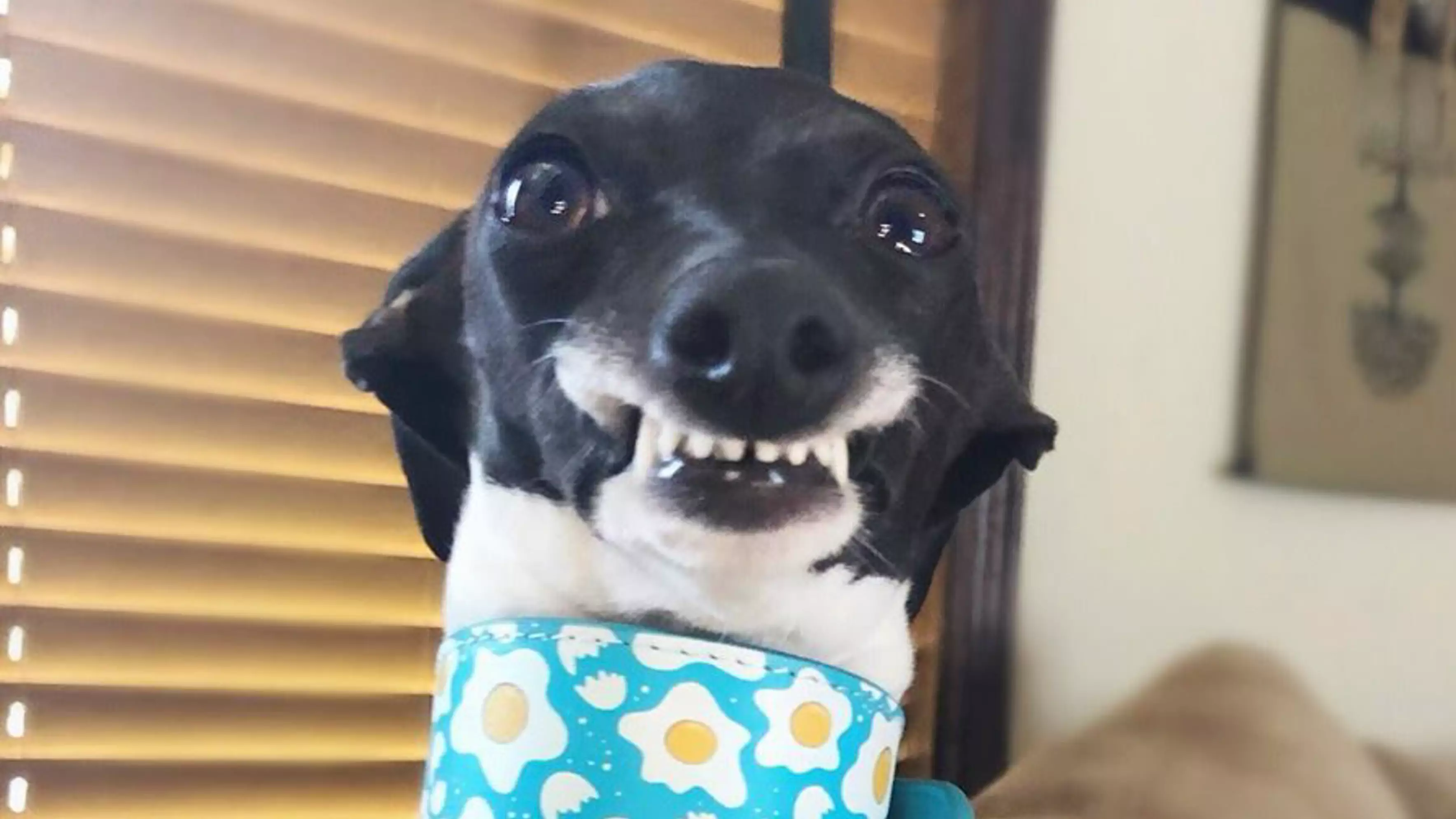 Adorable Greyhound With Goofy Teeth Literally Can't Stop Smiling