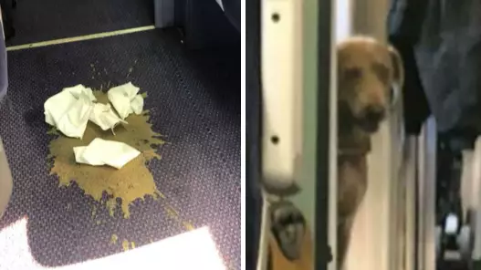 Passengers Forced To Endure Four-Hour Train Journey With Pile Of Dog Poo