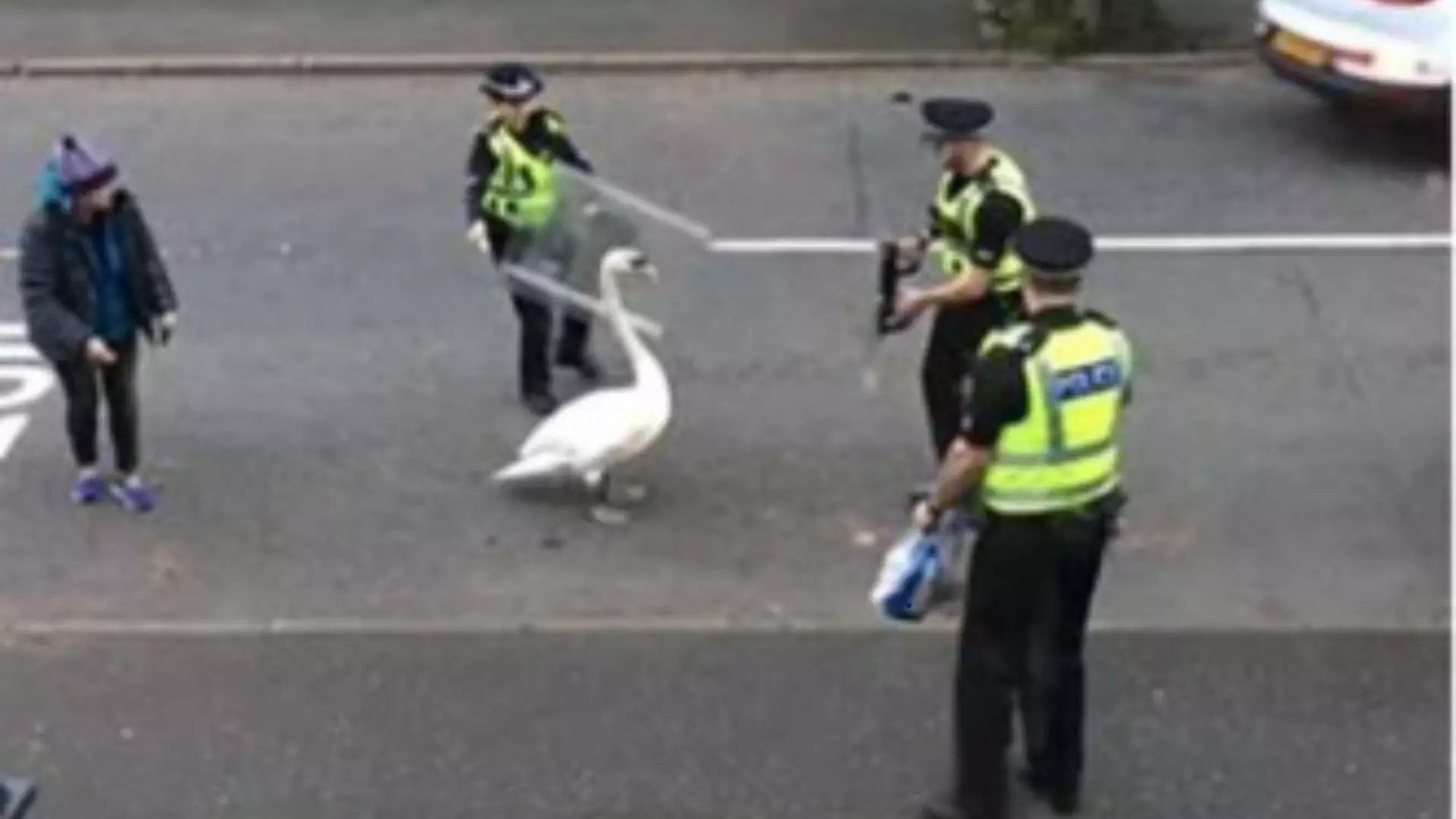 Police Officers Arm Themselves With Riot Shields To Move Swan