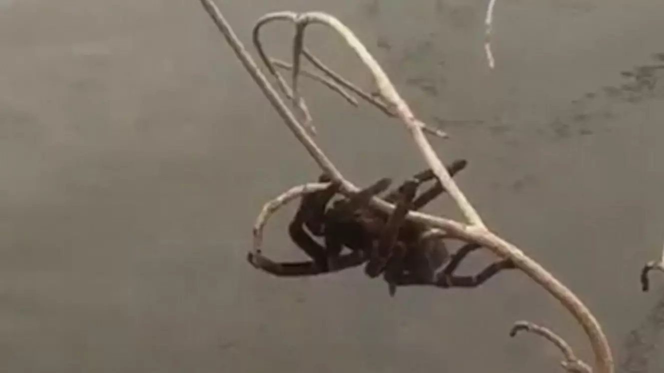 Australian Woman Rescues Tarantula Clinging For Life In Flood