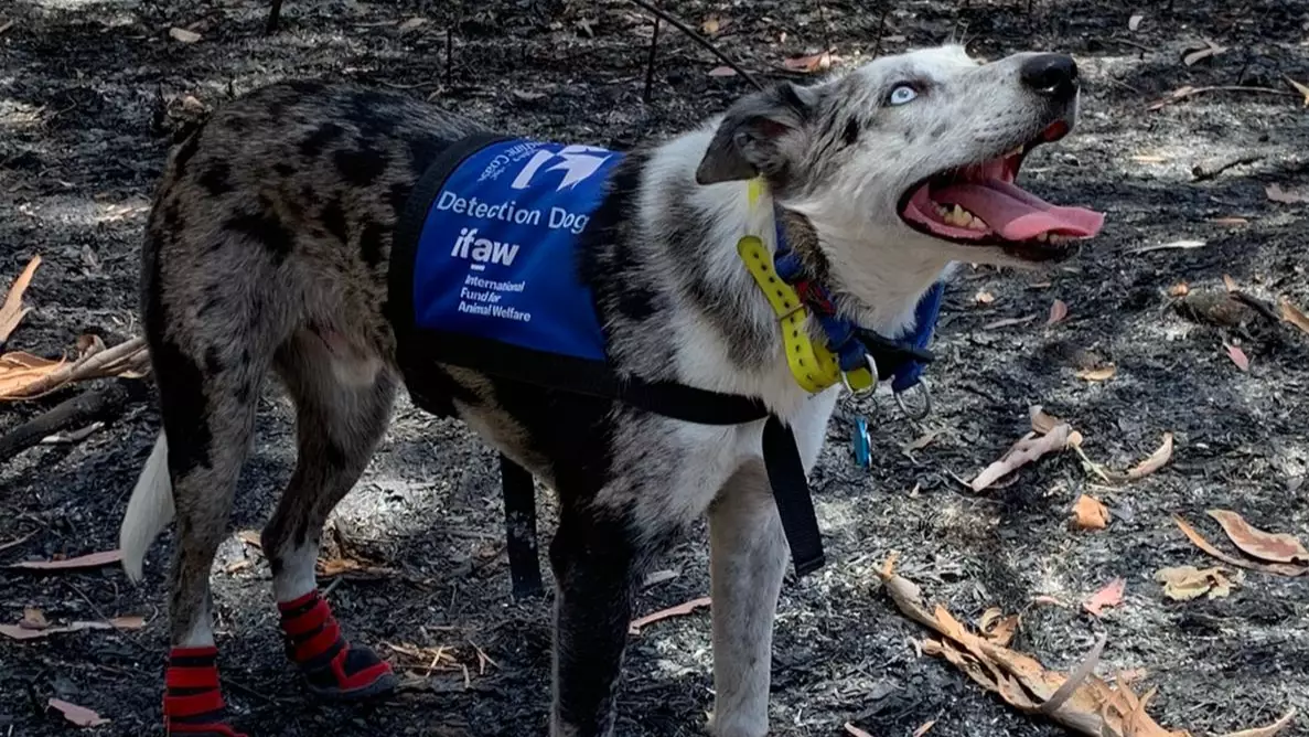 Bear The Koala Detection Dog Has Been Tasked With Finding Koalas That Have Survived The Bushfires
