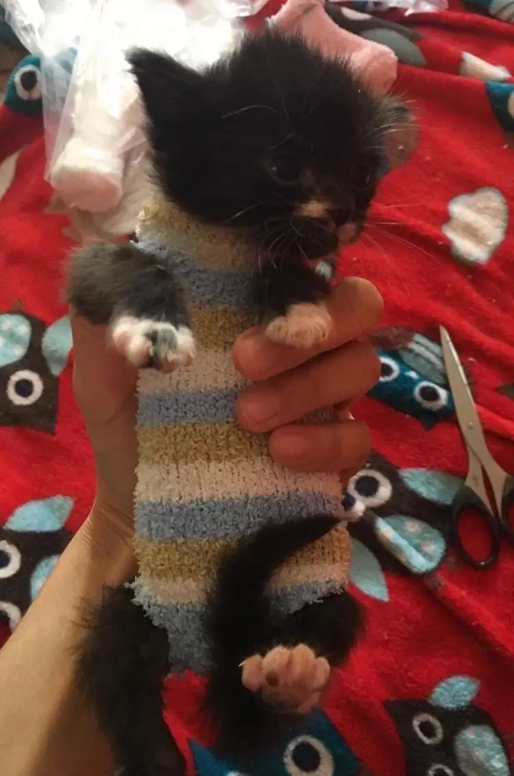 The Putney RSPCA hospital will take old socks, new sock and knitted versions (