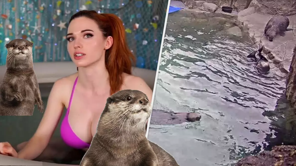 Twitch's Hot Tub Meta Taken Over By Otters, And We're Fine With That