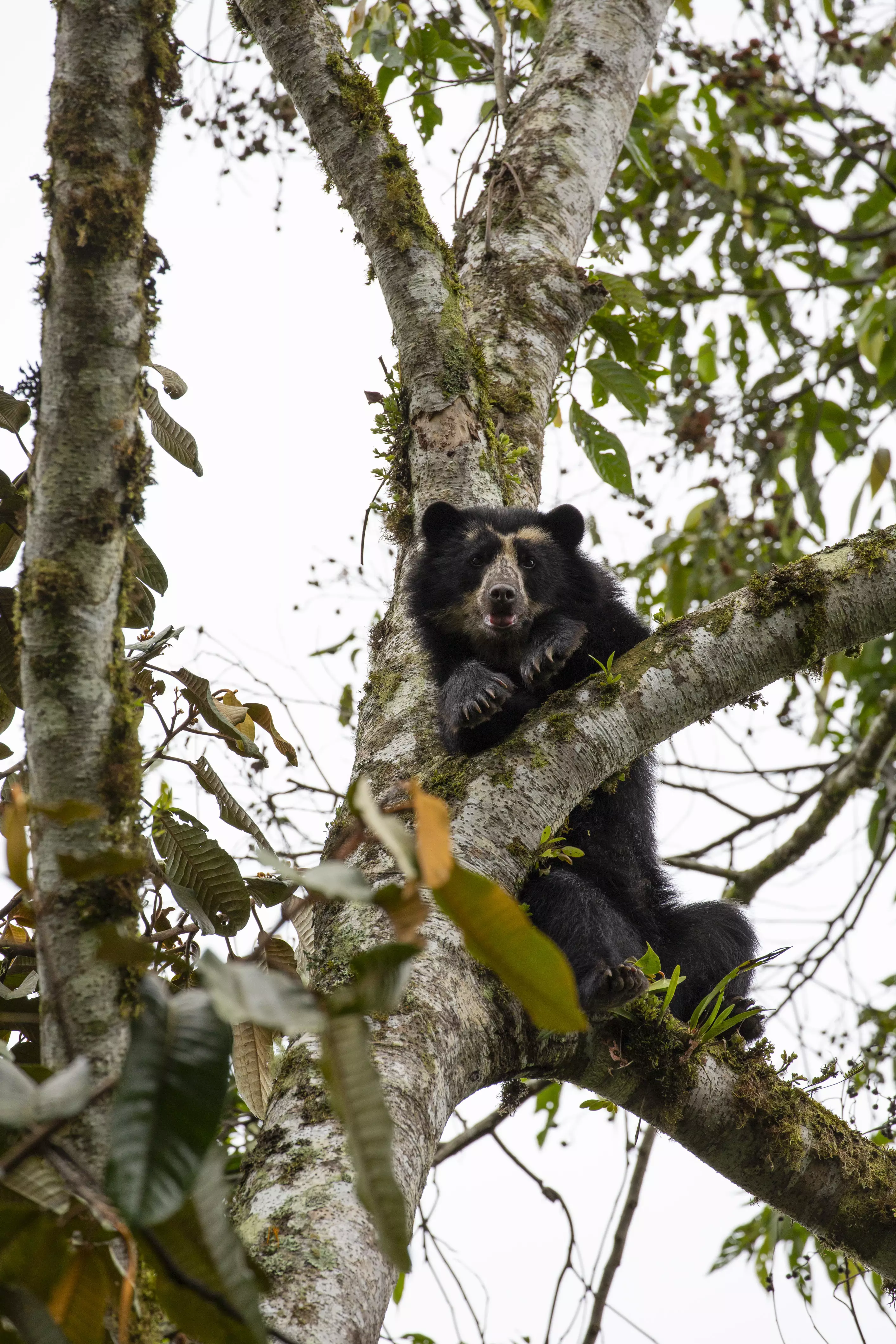The Andean bear was featured in the programme but with the wrong noises in the background. (