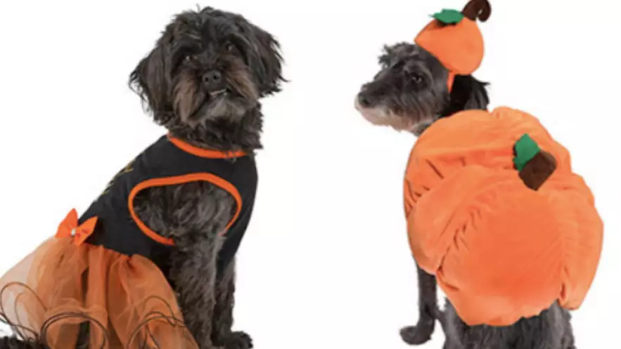 Pets At Home Is Selling Halloween Costumes For Your Dog From £1.50