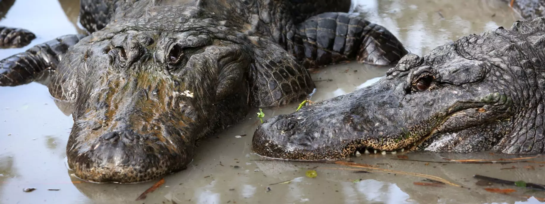 Stock image of two alligators.