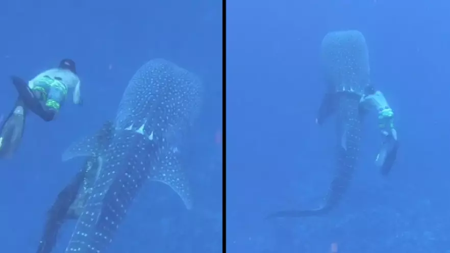 Family Of Divers Save Whale Shark Tangled In Fishing Rope