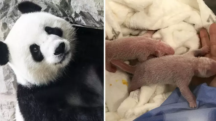 Meng Meng The Panda Gives Birth To Rare Twins - Providing Hope For The 'At Risk' Species