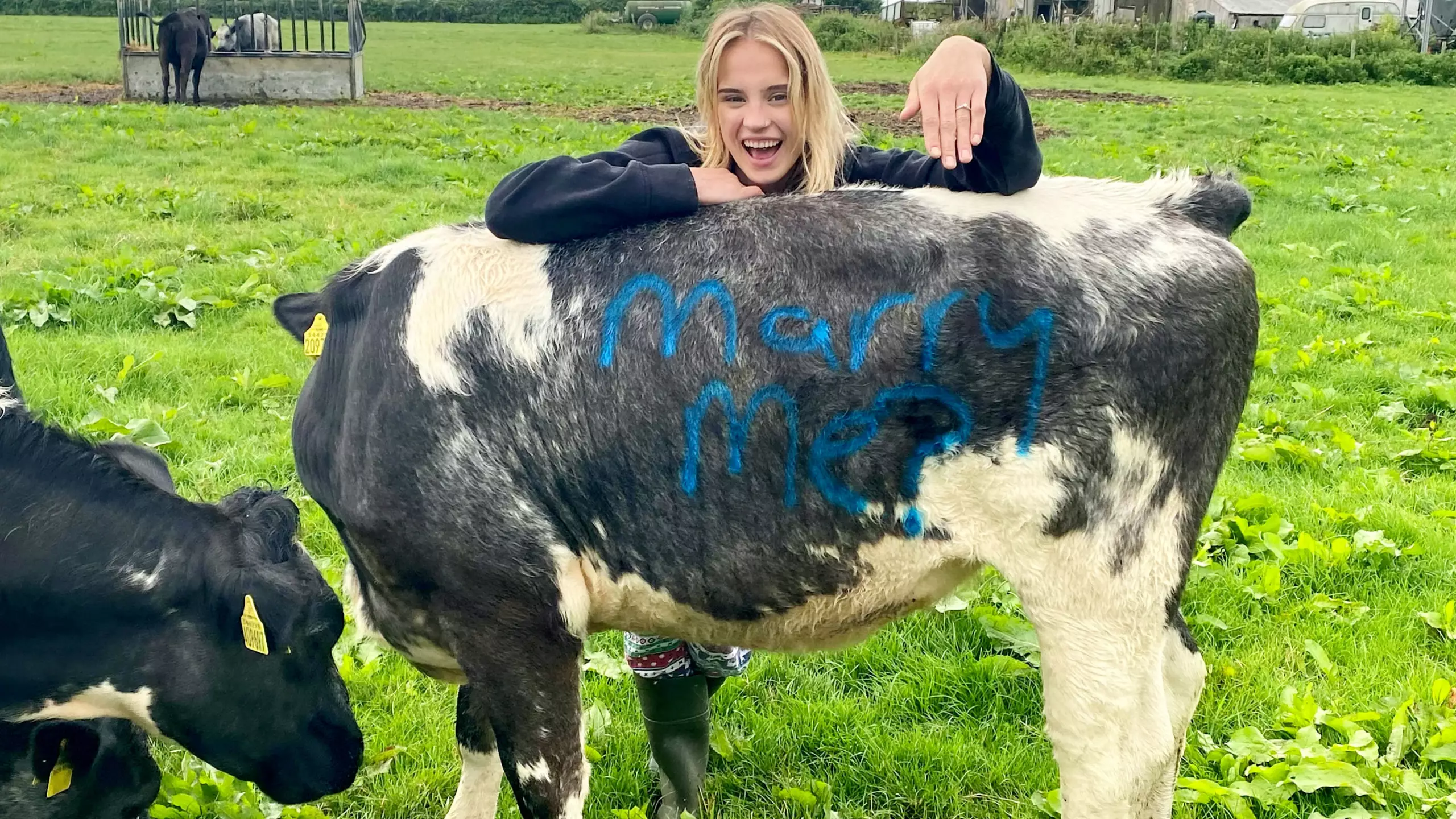 Cute Moment Farmer Uses Cows To Propose To Girlfriend