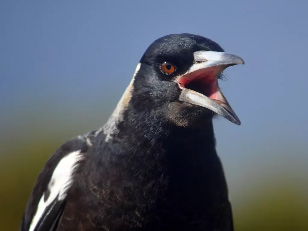 Just your stock standard terrifying magpie.