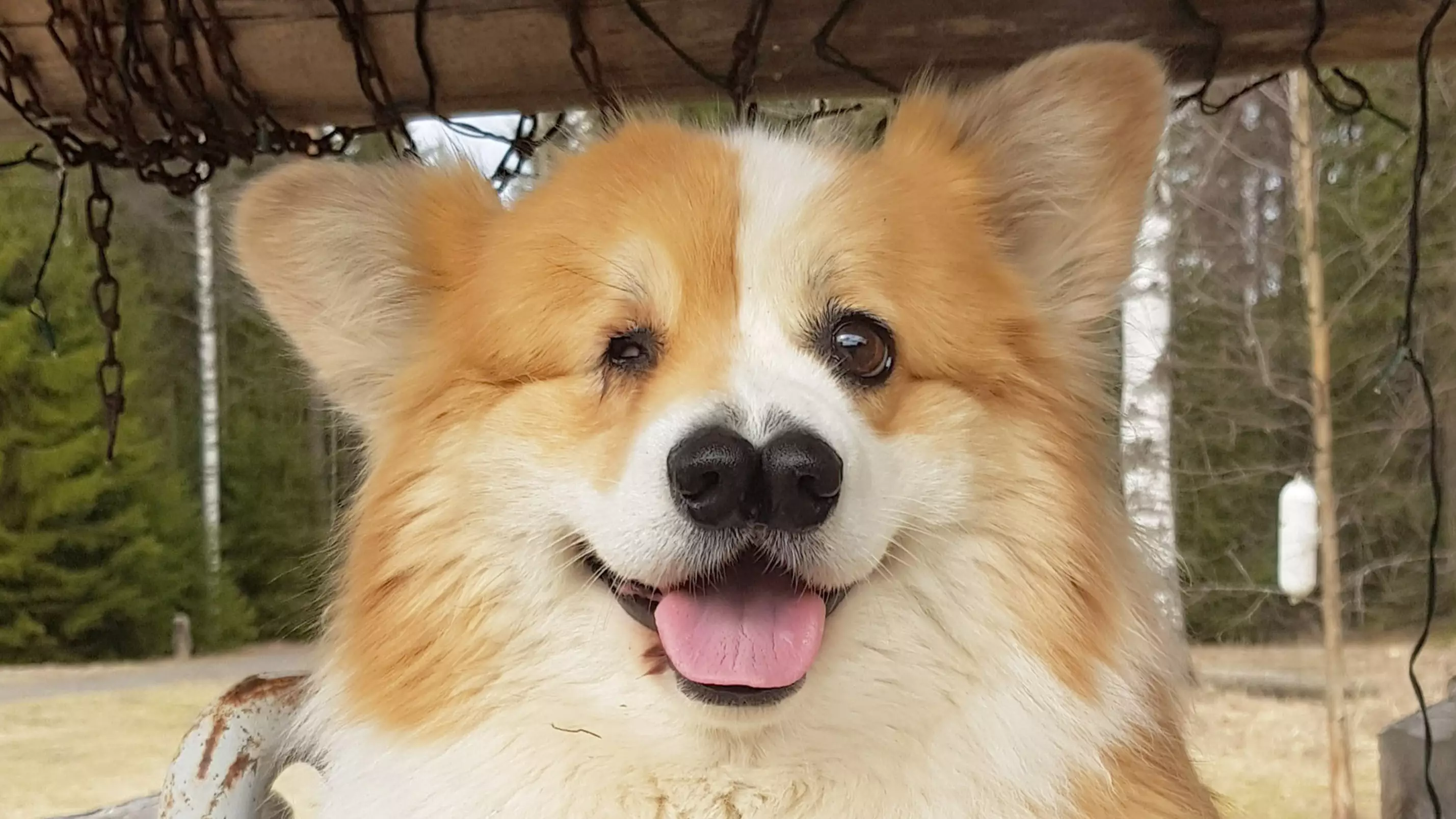 Corgi Born With One Eye And Two Noses Is Living Its Best Life Defying The Odds