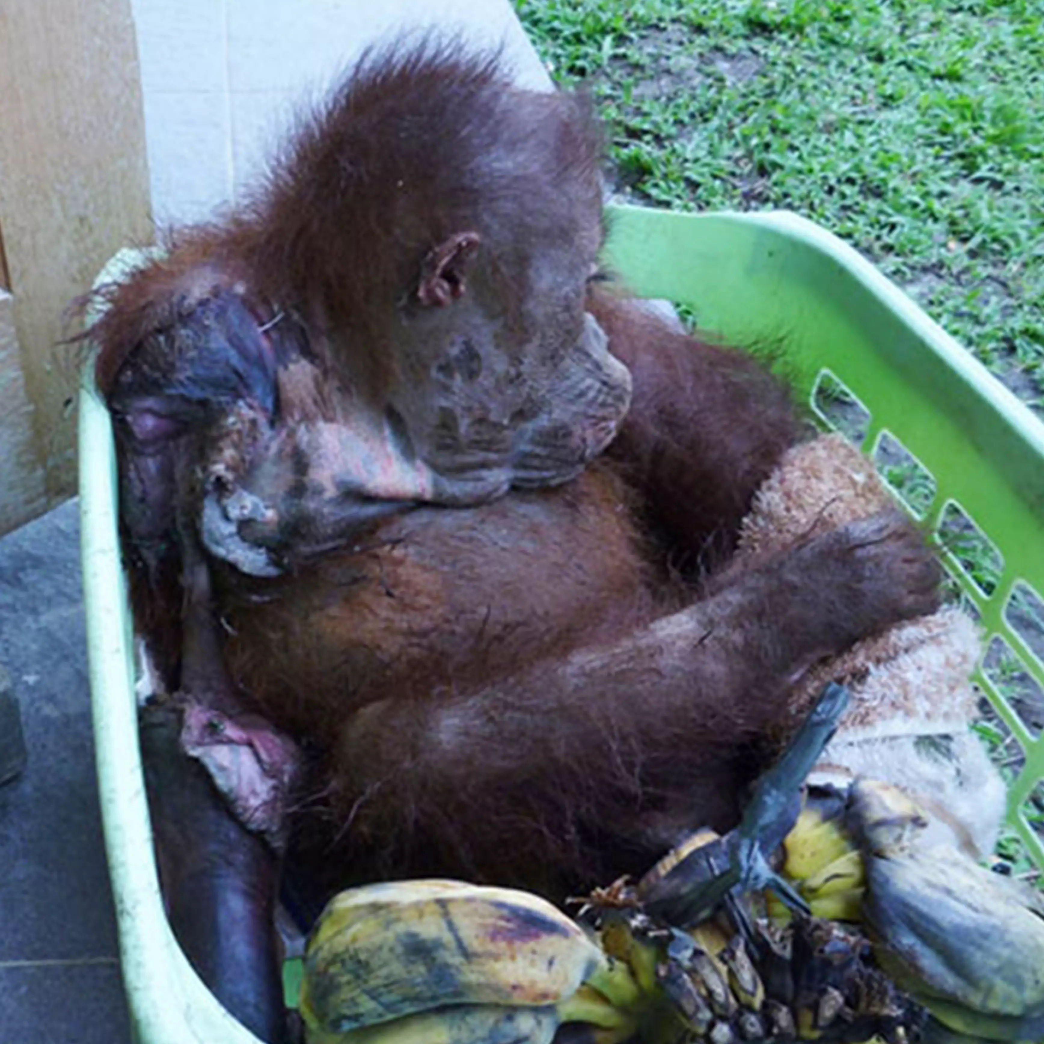 The orangutan suffered awful burns (