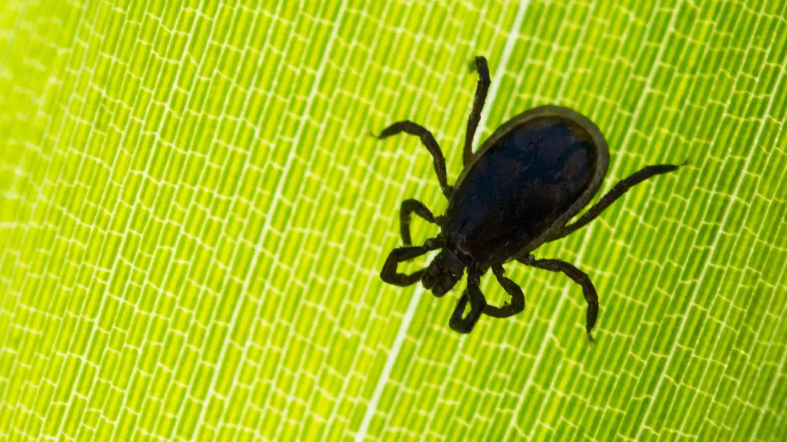Brain Illness Carried By Ticks Discovered At Two Locations In England For The First Time