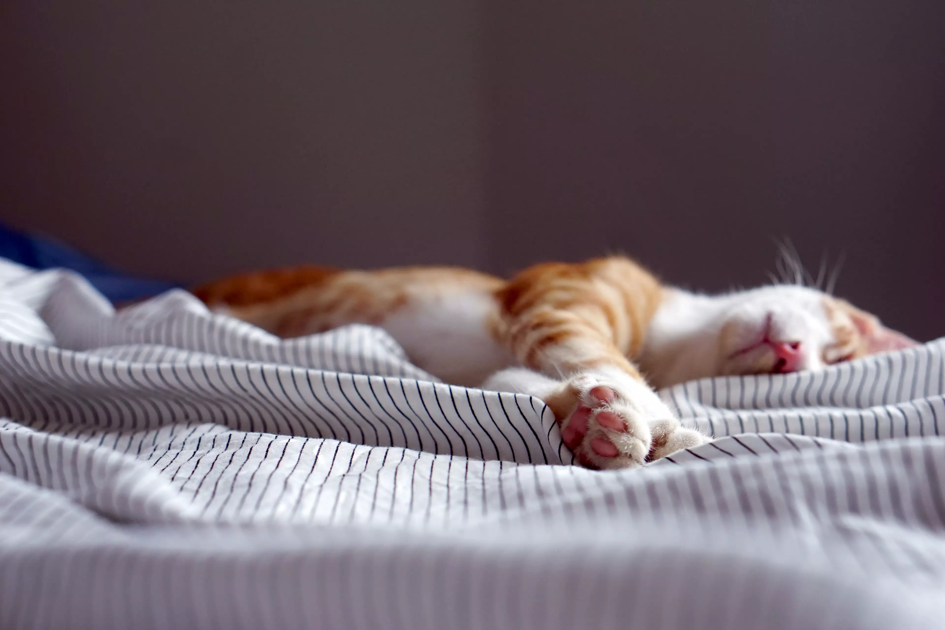 According to research, needing a nap could be down to genetics (