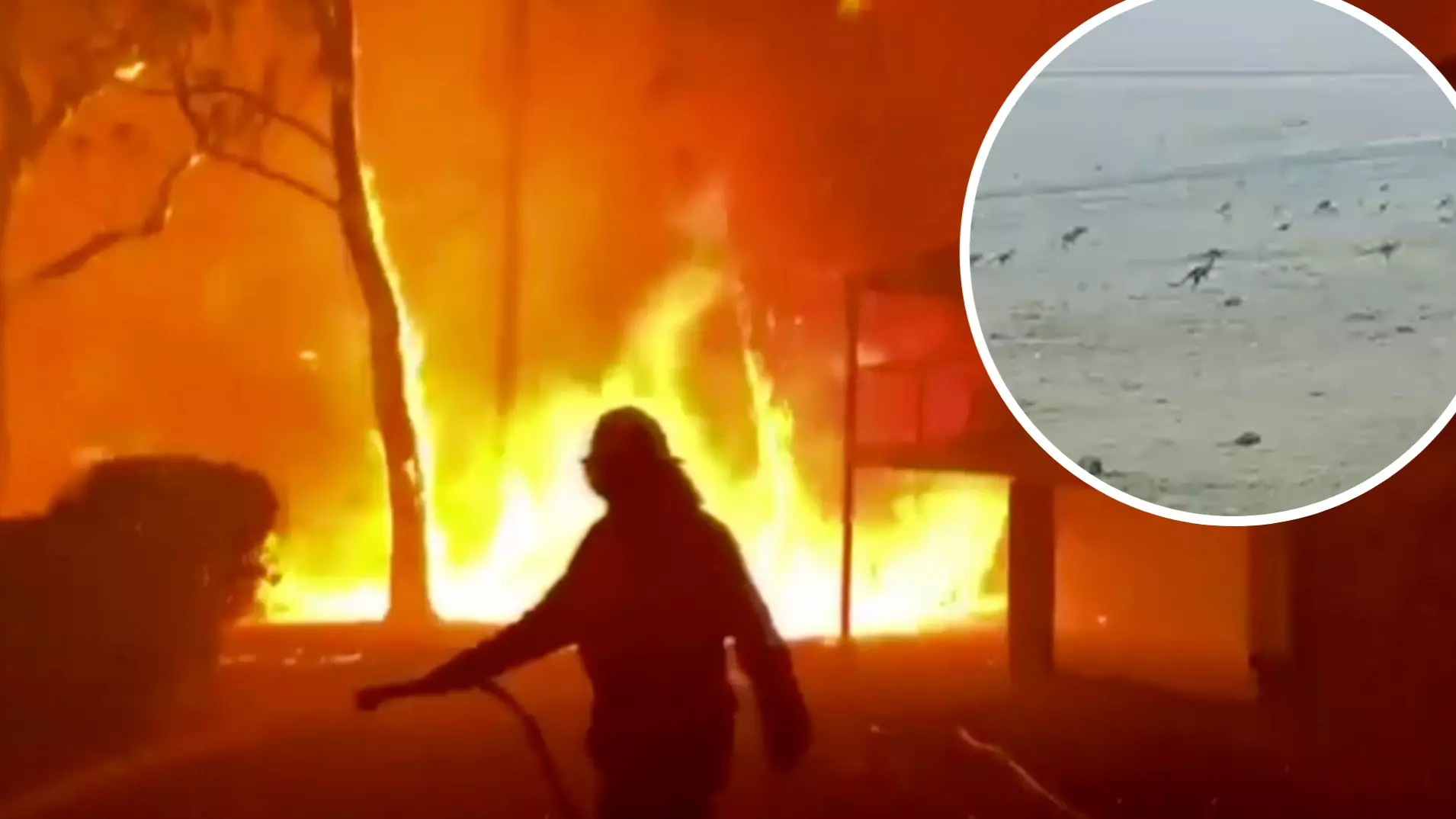 Heartbreaking Video Shows Kangaroos Fleeing Bushfires