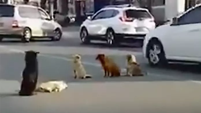 Stray Dogs Refused To Leave A Road After Their Friend Got Run Over