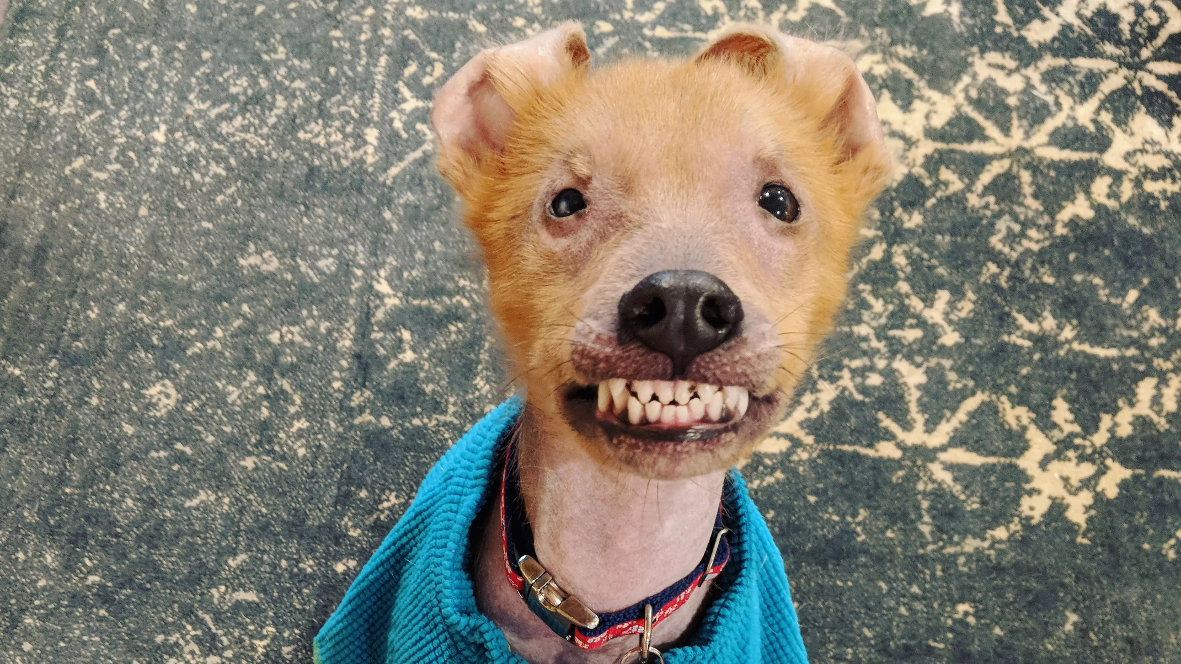 This 'Ugly' Dog Always Looks Like He's Smiling Due To Adorable Birth Defect 