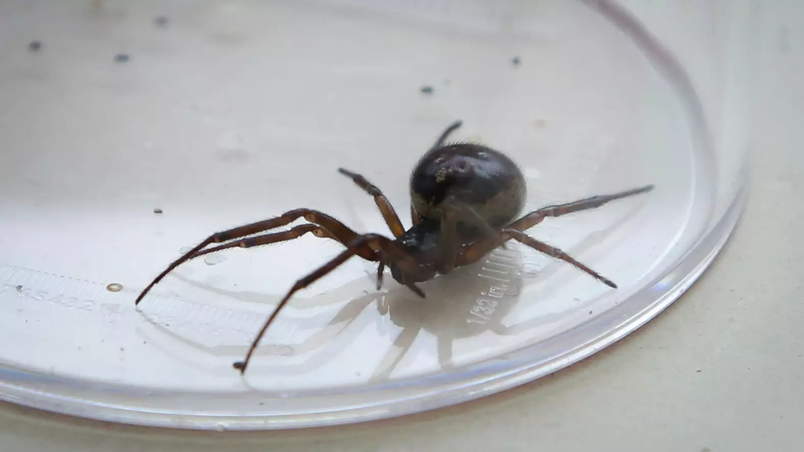 Poisonous Spider Sightings Surge In The UK As Lockdown Continues