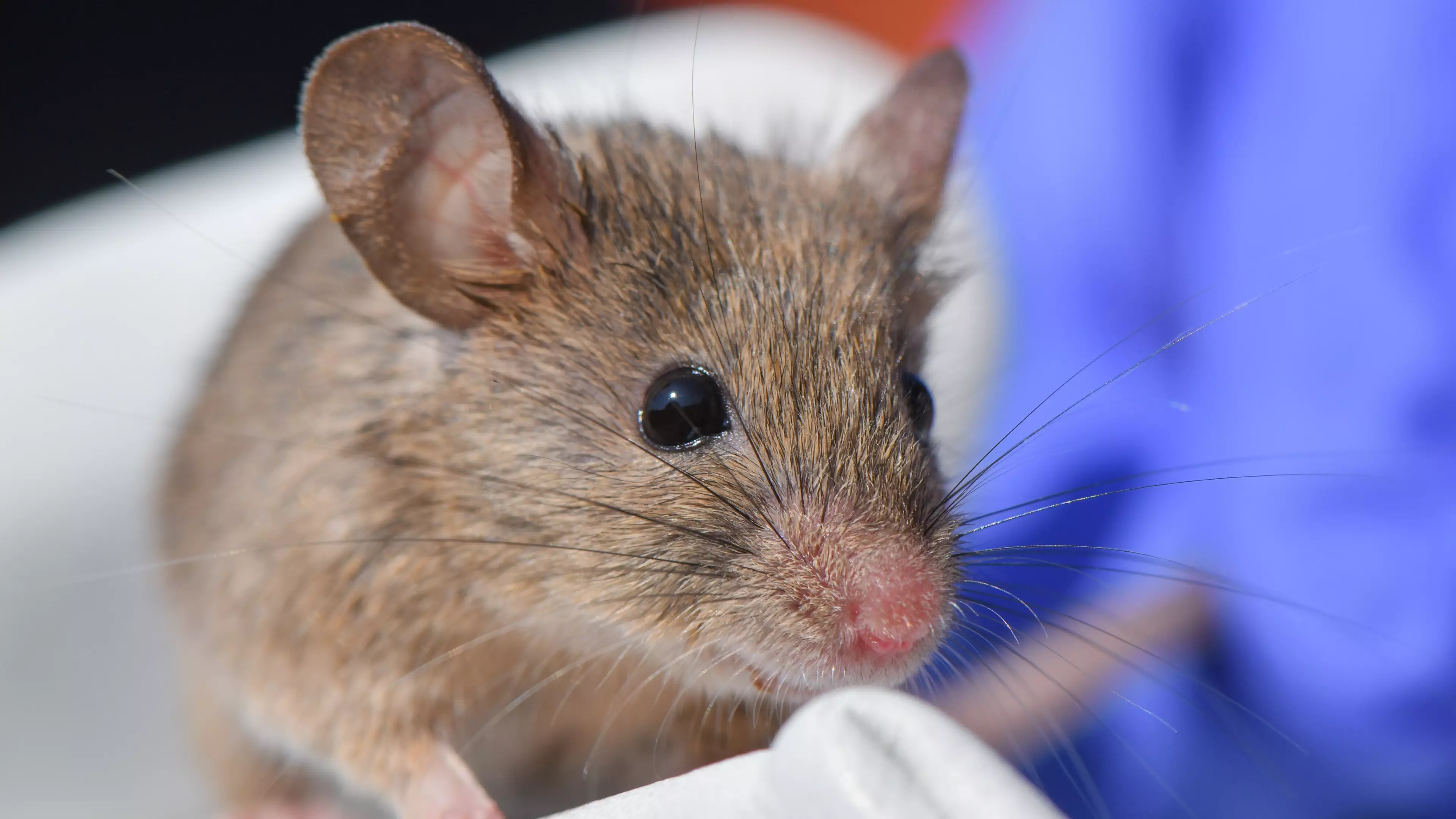 Australian Woman Wakes Up To Find Mouse Is Chewing Her Eyeball