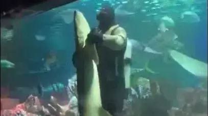 Diver Dances With Huge Shark In Russian Aquarium 