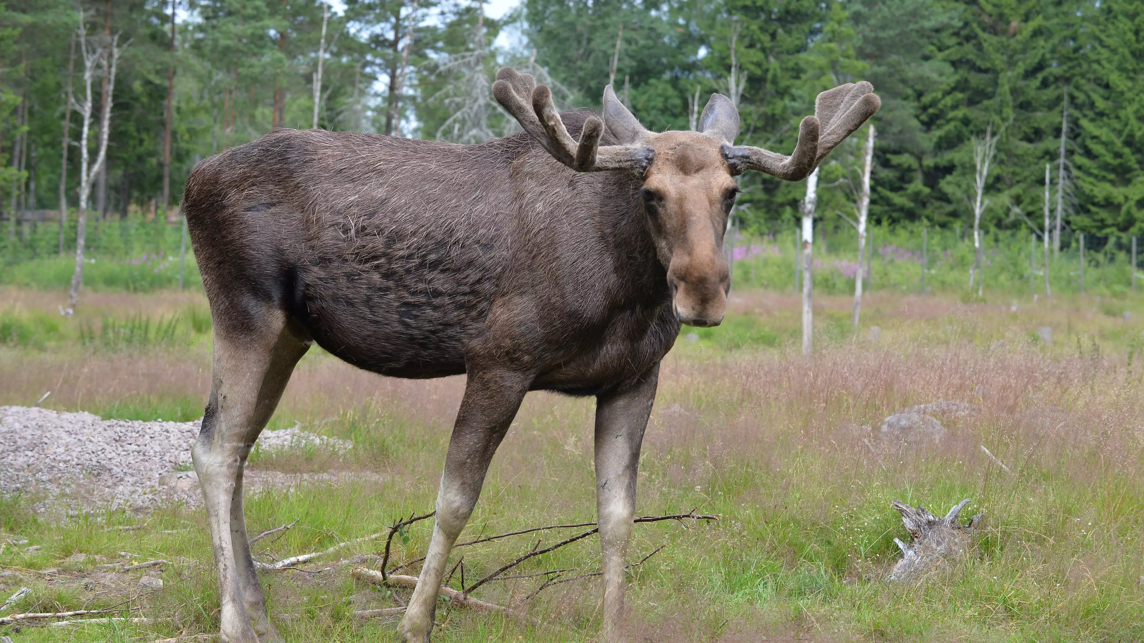 Hunter Shoots Son Dead After Mistaking Him For Moose