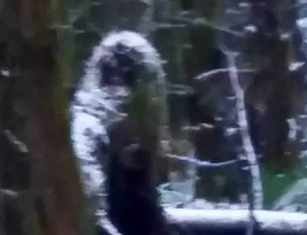 ​Is Bigfoot Holidaying In Greater Manchester?