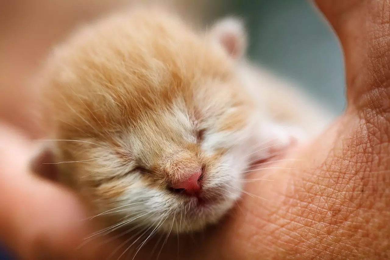 Kittens can get pregnant from as young as four months (