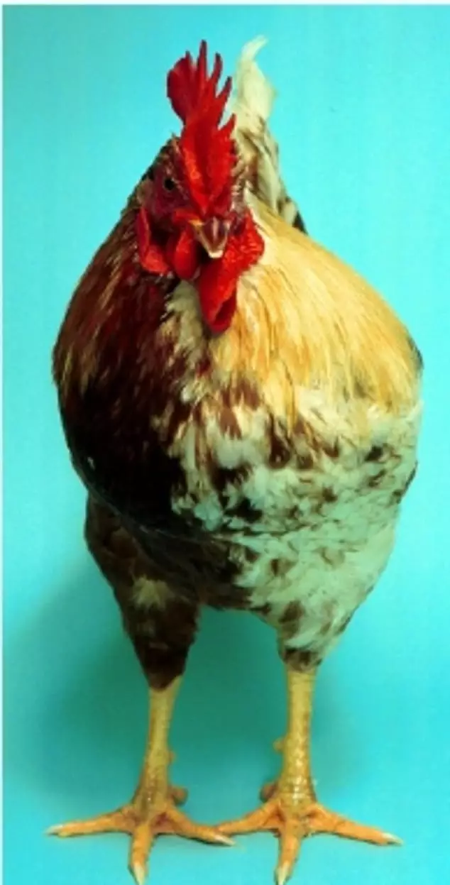 A gynandromorphic chicken.