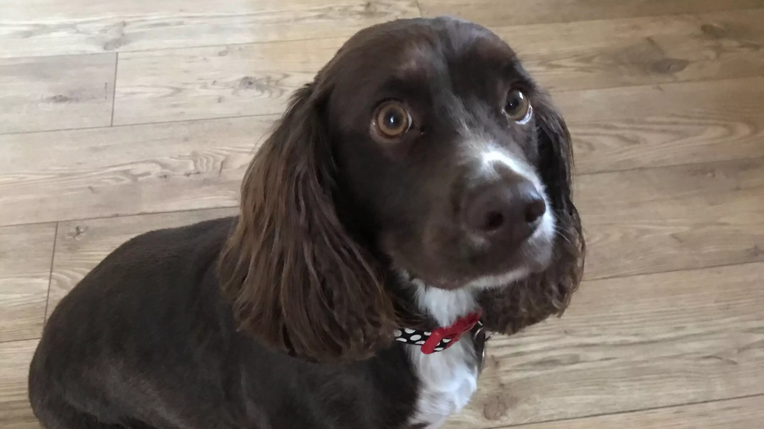 Dog Walker Forgets Ball - Cocker Spaniel Finds Dildo To Play With Instead