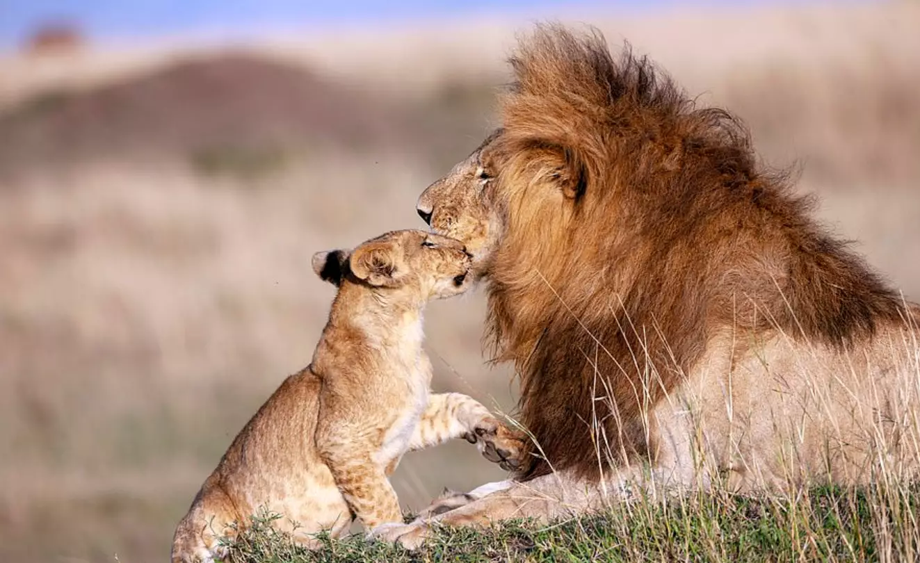 The dad and cub played together joyfully.