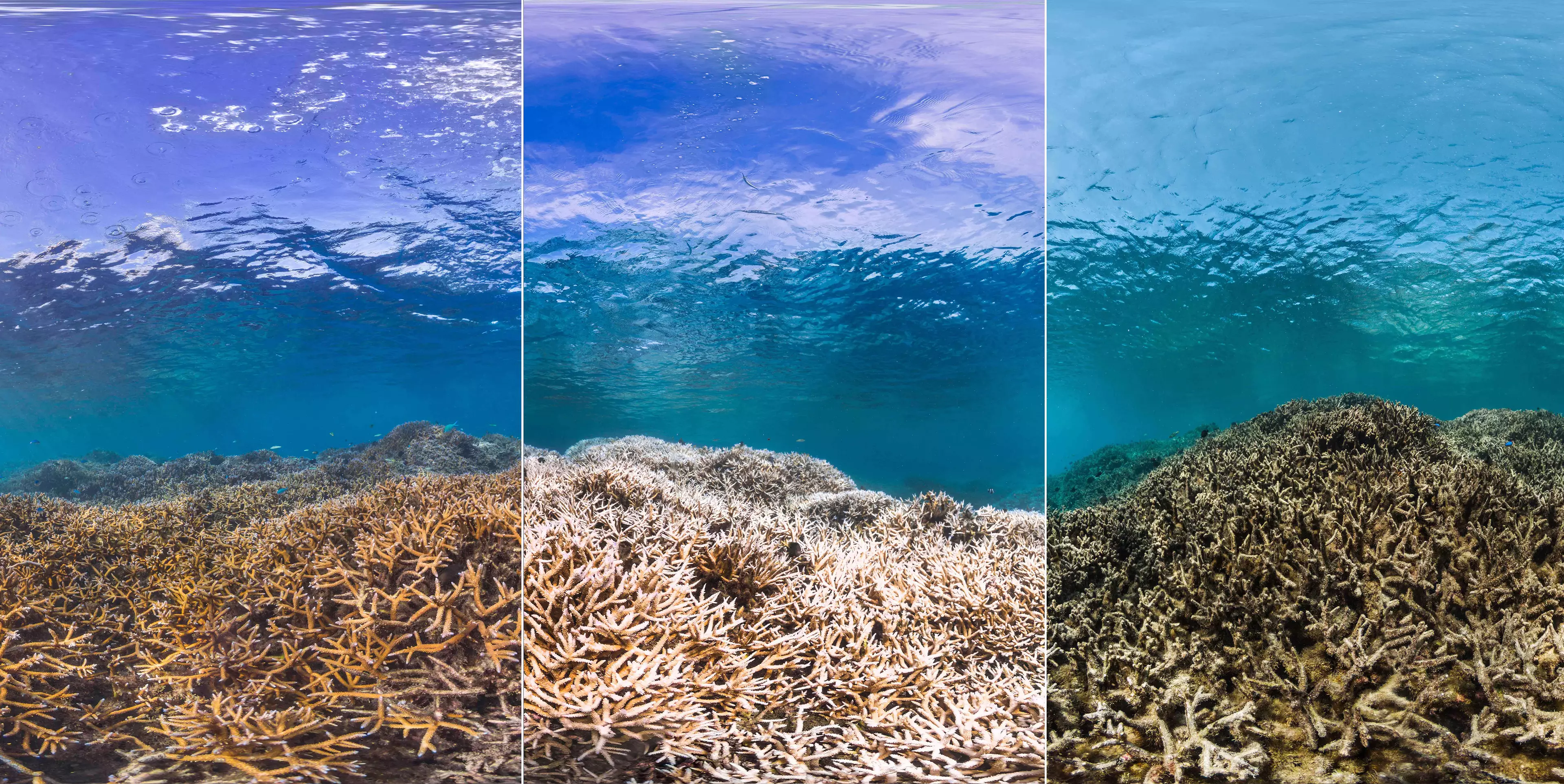 Before And After Of The Great Barrier Reef Coral Bank