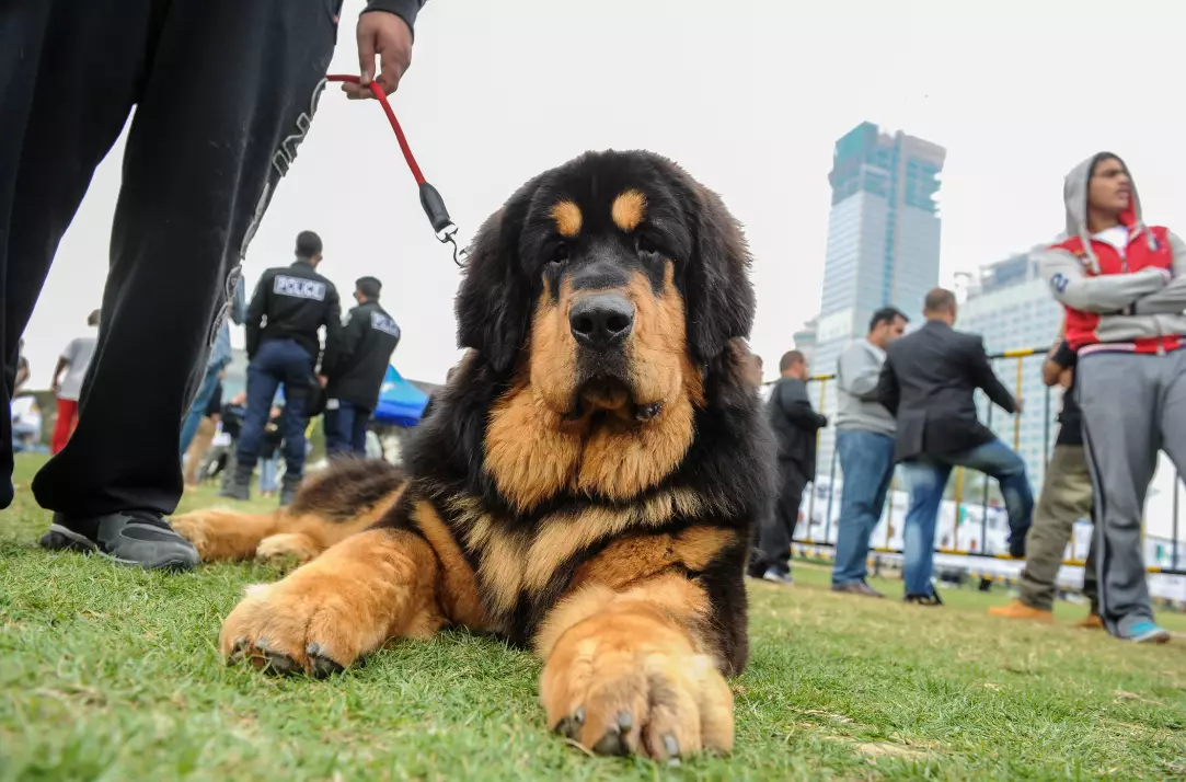 Tibetan Mastiffs Aren’t Desirable In China Anymore And They’re Being Abandoned
