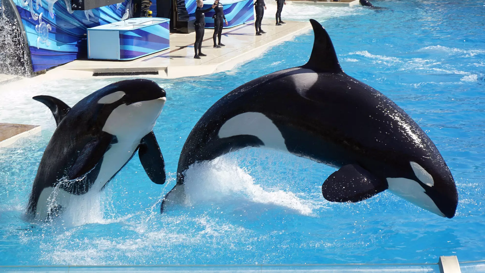 Virgin Holidays Scraps Trips To SeaWorld And Other Captive Whale Attractions