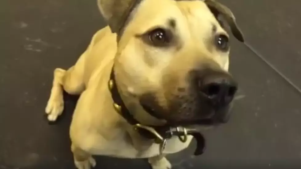 ​Rescued Fighting Dog Has The Best Reaction To Being Given Pizza