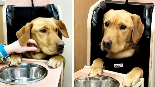Young Labrador Has His Own Custom Built High Chair Because Of Rare Medical Condition