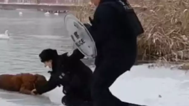 Heroic Cops Save Golden Retriever From Freezing Lake 
