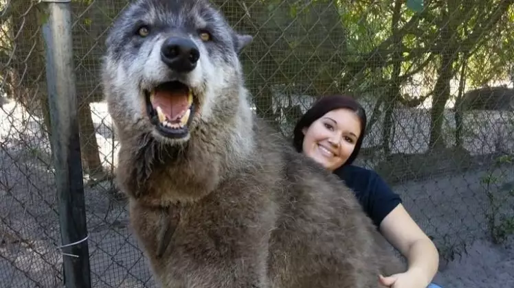 Wolf Dog Sent To Kill Shelter Gets Second Chance At Love