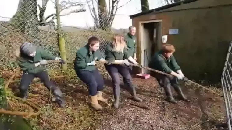 ​Zoo Sparks Fury For Letting Children Play Tug Of War With Tiger And Lion