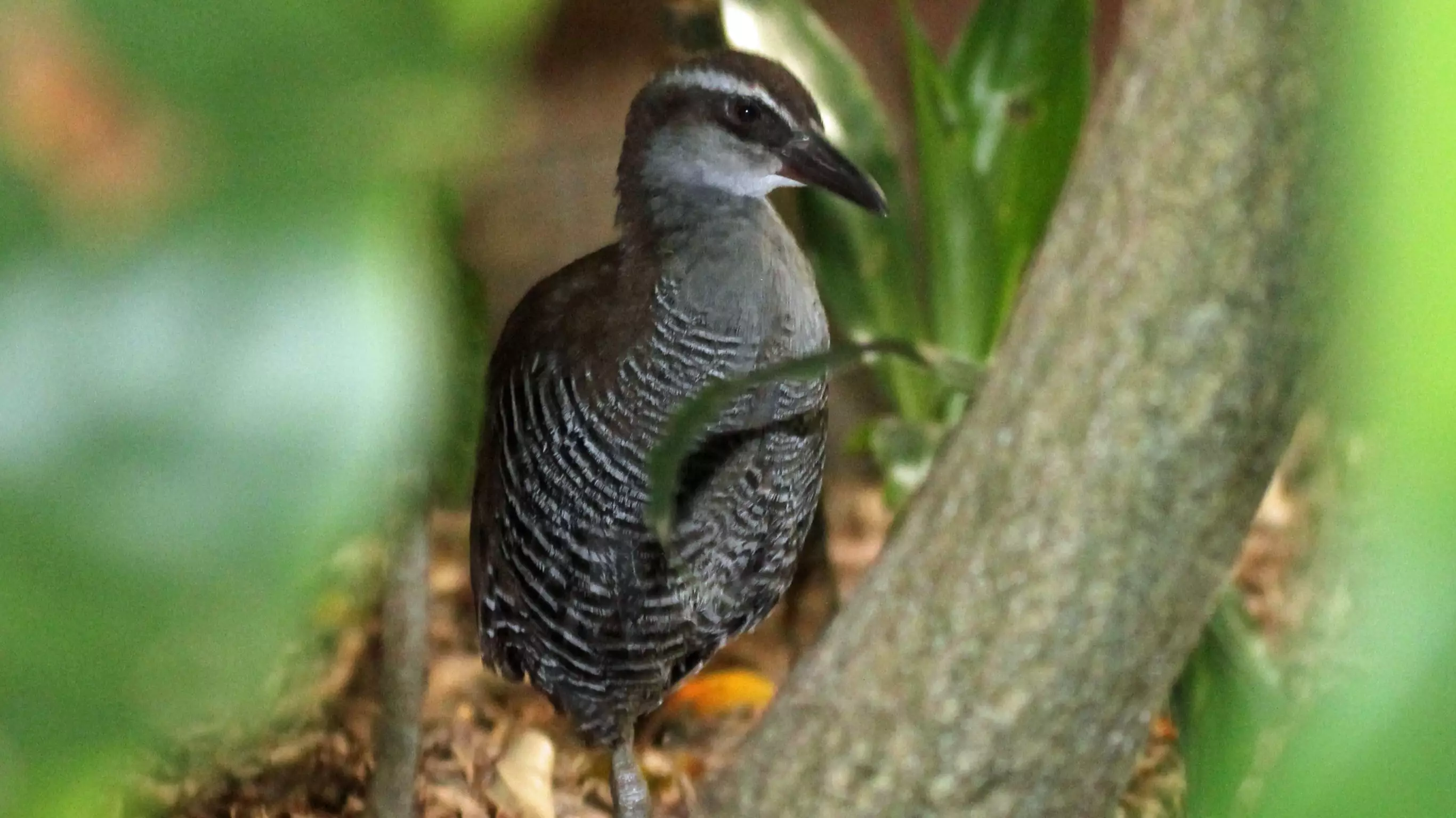 Incredibly Rare Guam Rail Bird Is Back, 40 Years After Being Labelled 'Extinct In The Wild'